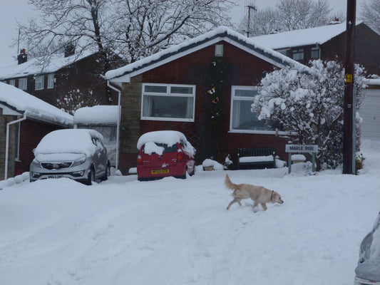 Why shouldn’t you put salt on your driveway this winter?